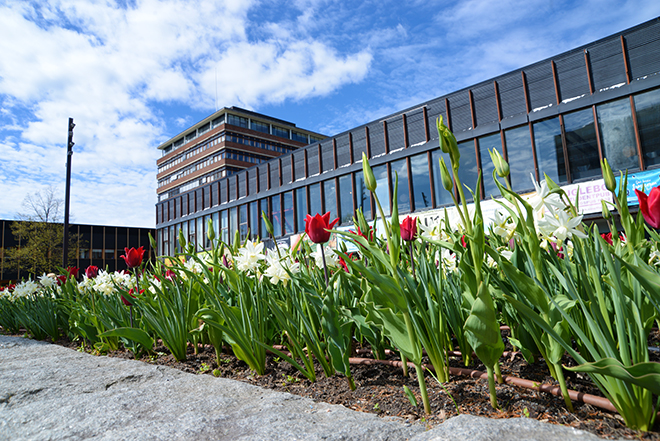 Bed med tulipaner utenfor en bygning med glassvegger. Blå himmel.